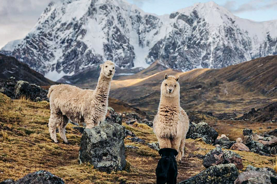 Tour 7 Lagunas Cusco